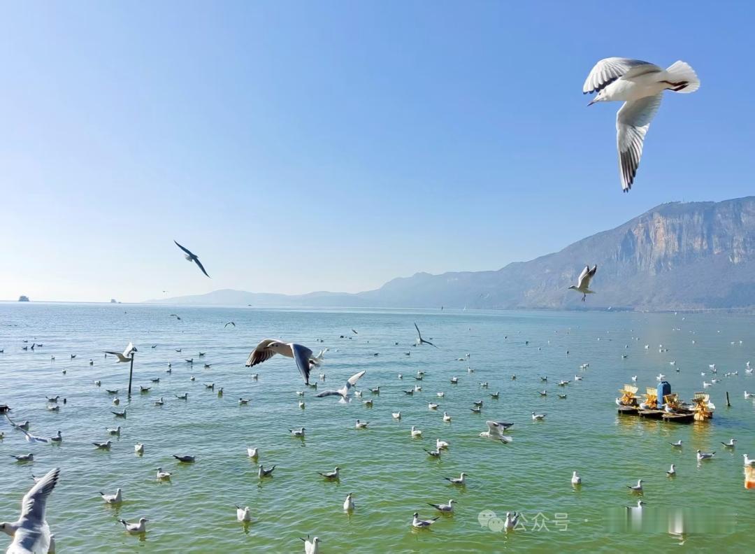 海鸥飞舞，碧海蓝天，夏日海岛度假🏖️🌊