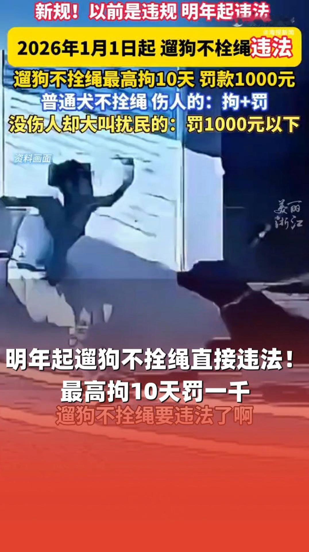 养狗的速看！2026年1月1日新规落地，遛狗不拴绳最高拘10天罚1000元，别再