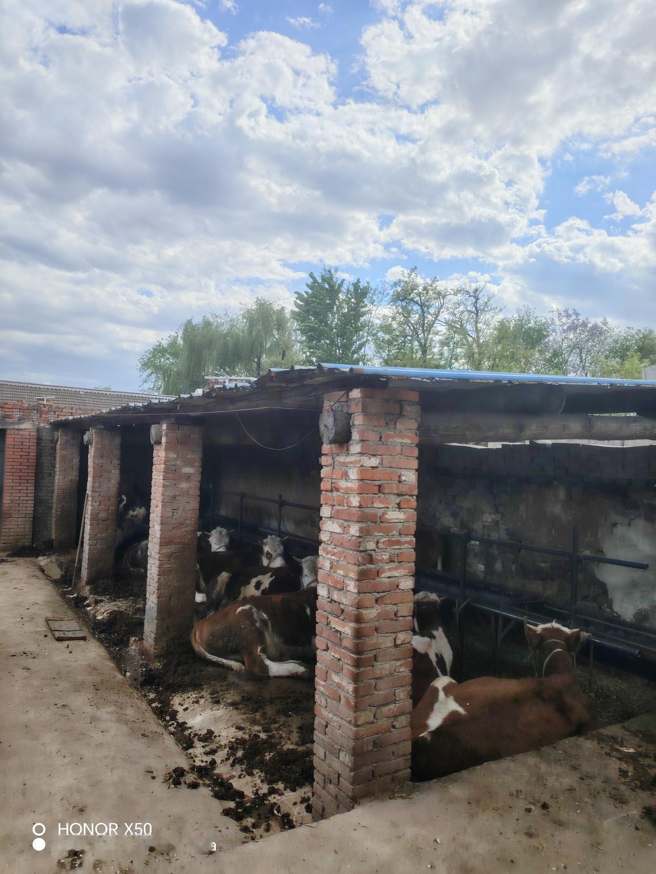 晒图笔记大赛 几头牛在棚子里悠闲地站着和躺着。