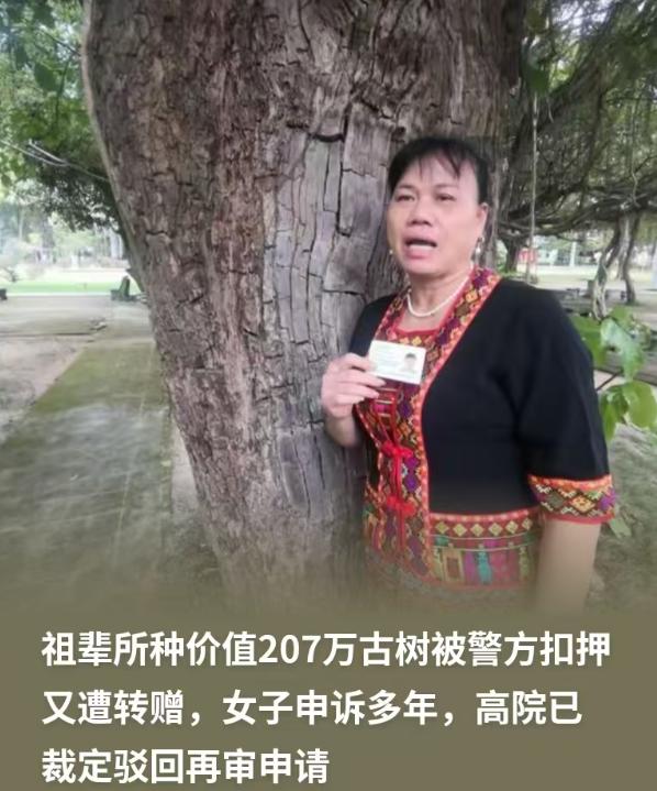 天下竟有这种荒唐事！海南一女子家里种了棵价值 207 万的百年重阳树，却被人半夜