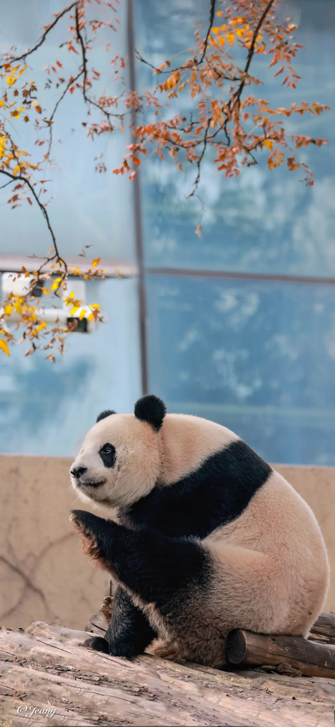 送出秋叶下的萌萌（影后）墙纸一张😍请自取🐼