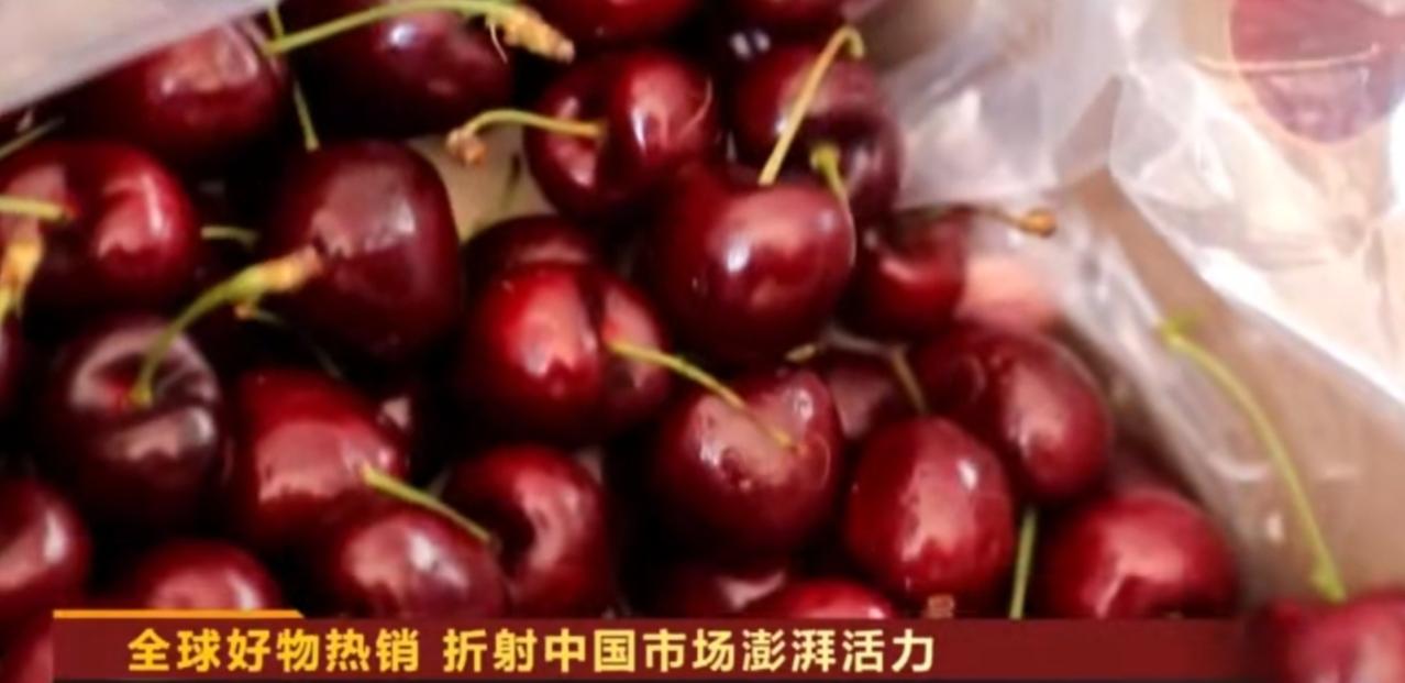 来自智利的鲜红车厘子跨越山海，成为中国年货市场的甜蜜主角，九成智利车厘子都奔赴中