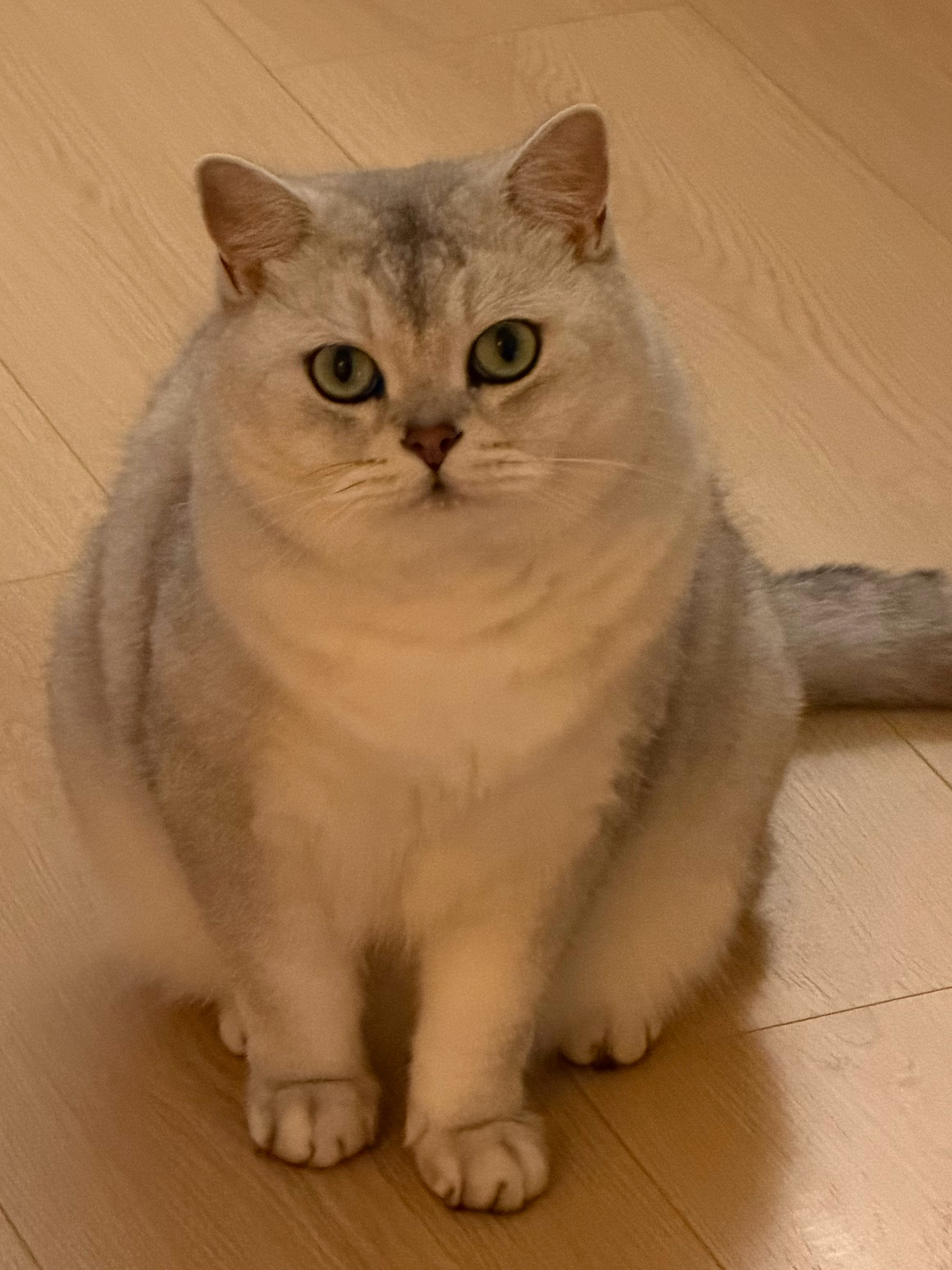 一蹲就是一座猫猫山