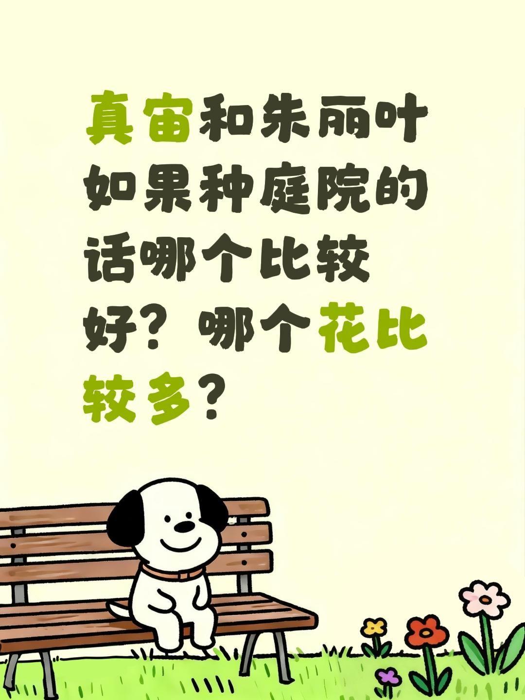 真宙和朱丽叶怎么选？真宙和朱丽叶如果种庭院的话哪个比较好？哪个花比较多？真实生活