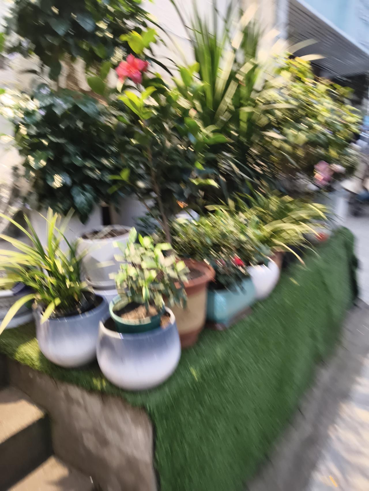 记录我的2026天气虽然还在冬天，体感温度仍然是零度。不过这花儿已经非常漂亮了。