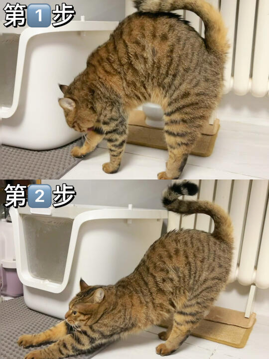 小猫咪睡醒后的全国统一姿势 live版