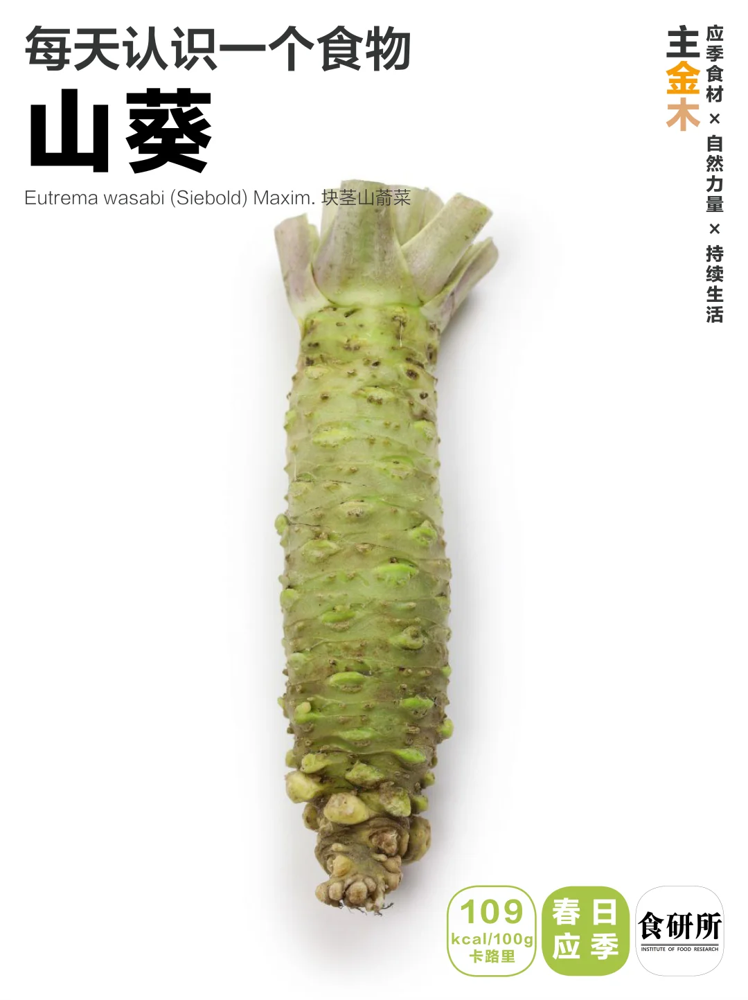 春的味道 | 山葵