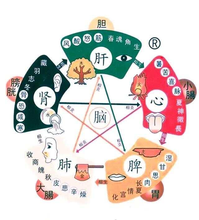 五脏之间的关系，我这次讲全了，能帮到大家就好

【心】
心与肺：两者同居胸中，心