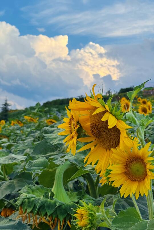 西安1h直达的千亩向日葵🌻花海真的很出片
