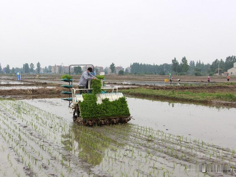 以湘中气候为准，早稻不超过“五一”即可，晚稻不超过“八一”即可，中稻可以在“五一
