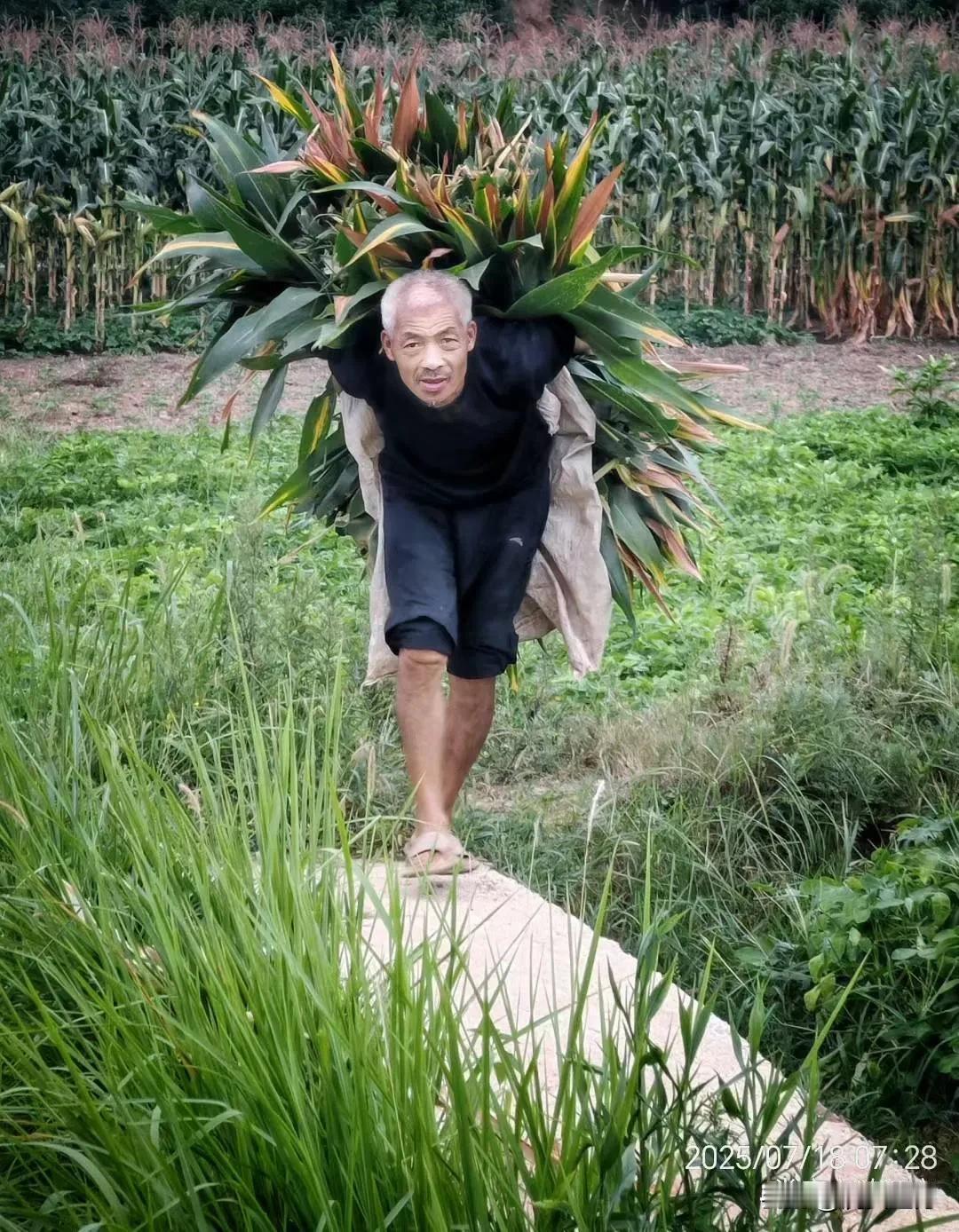 《脊梁》
父辈脊梁擎碧宇，村翁肩担压青丘。
铧耕沃野千层浪，穗坠荒畦万斛秋。
留