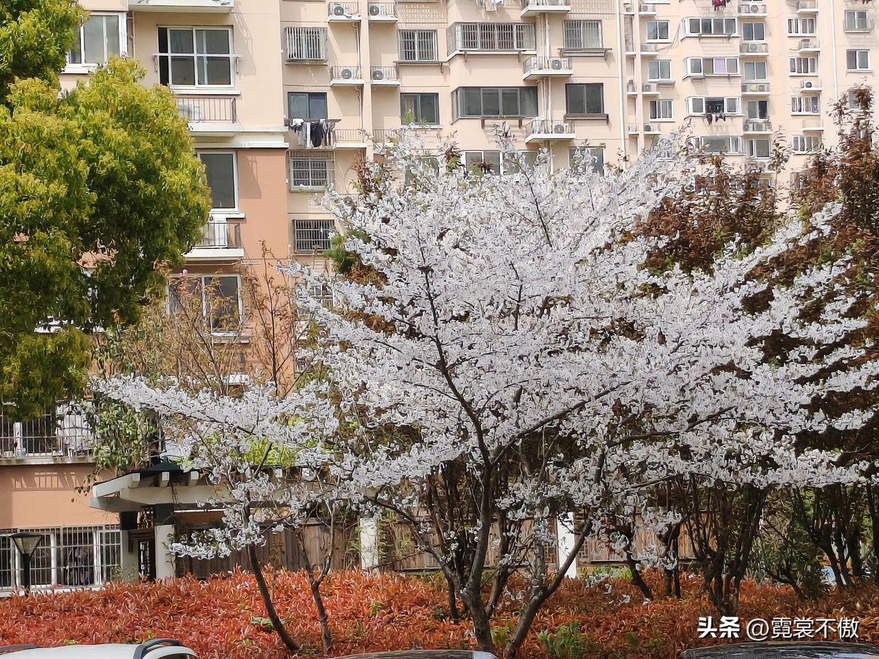 未下台阶一树花
春风扑面鸟喳喳
此花刚谢彼花开
处处都是水彩画