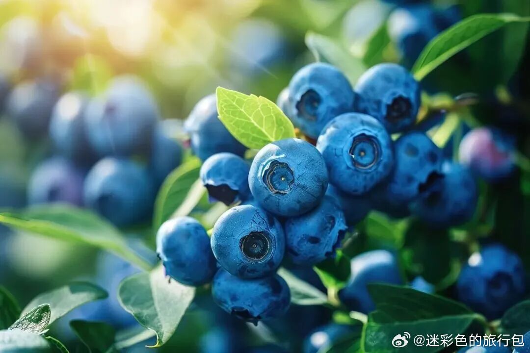 如果非要在大香格里拉选一朵花，那我选攀枝花🤩这座阳光花城，更是一座四季不缺鲜果