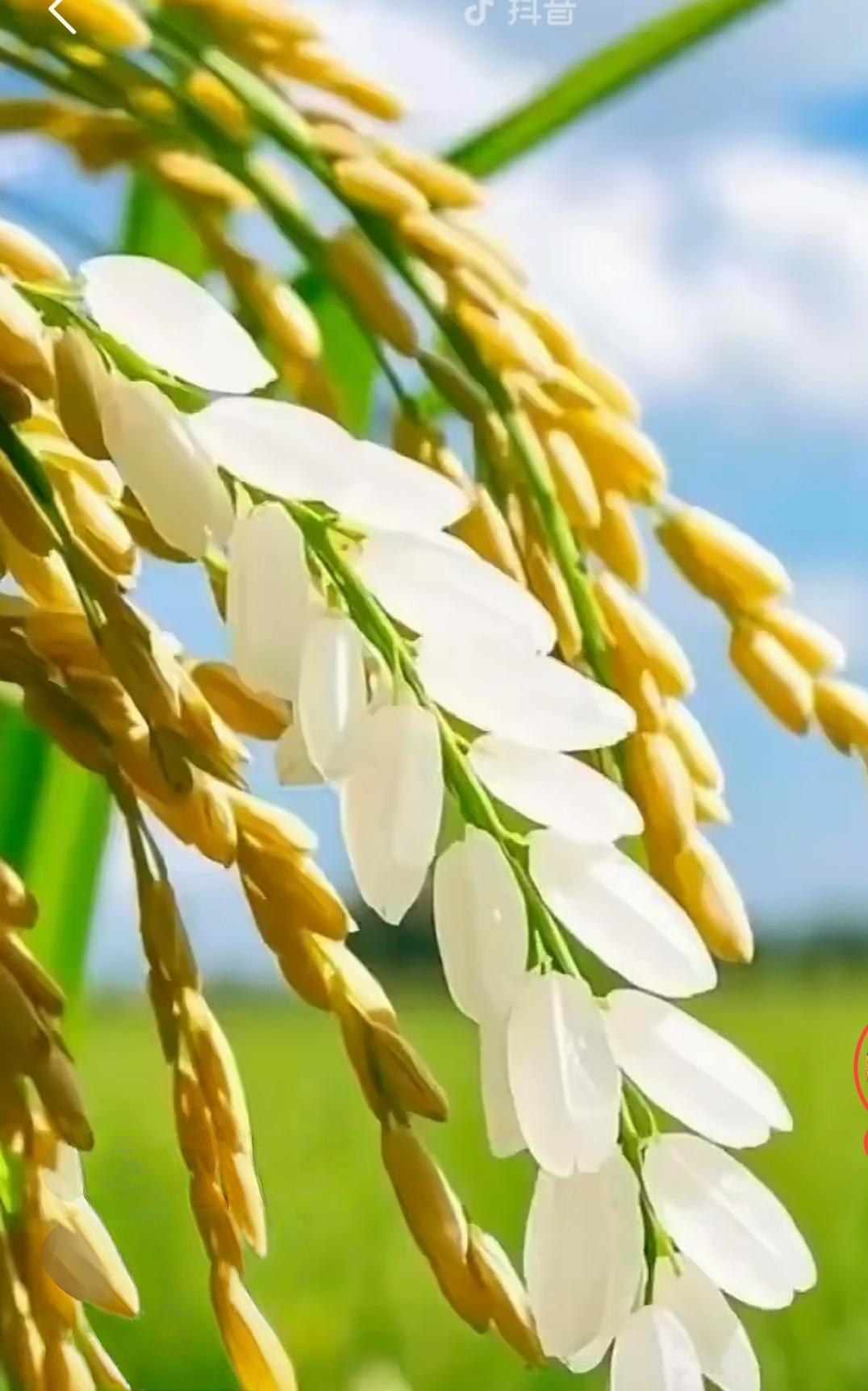 东北人能分清籼米和粳米吗我们南方人种水稻，一年西造，分早造晚造，早上种的叫早造，