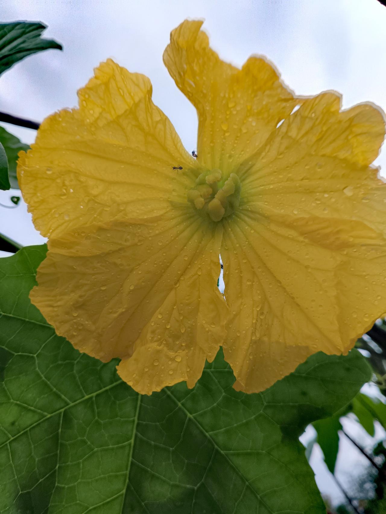 硕大金黄的丝瓜花缀满晶莹水珠，花瓣舒展饱满，在绿叶衬托下明媚夺目，大气又鲜活。