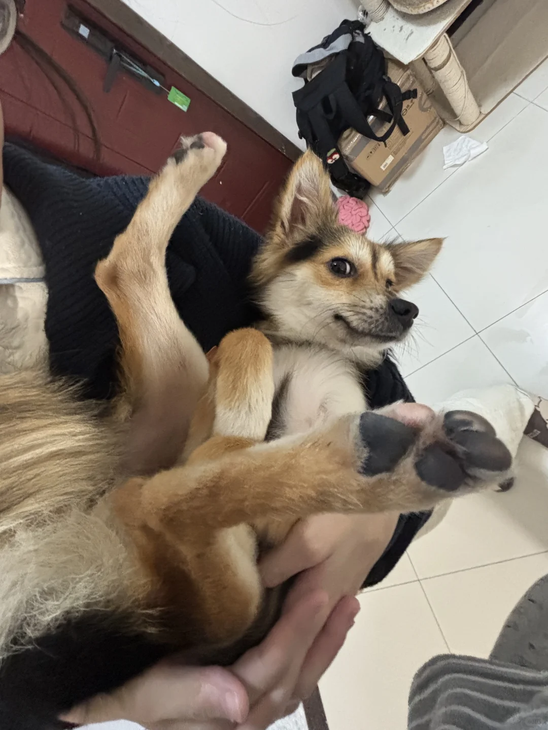 小黑的只听得懂四川话的握手