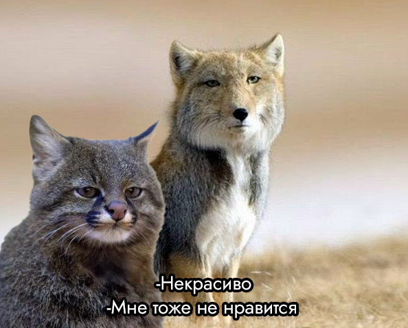 南美草原猫（潘帕斯猫）的脸...........怎么说呢，一看就和藏狐是一个科室