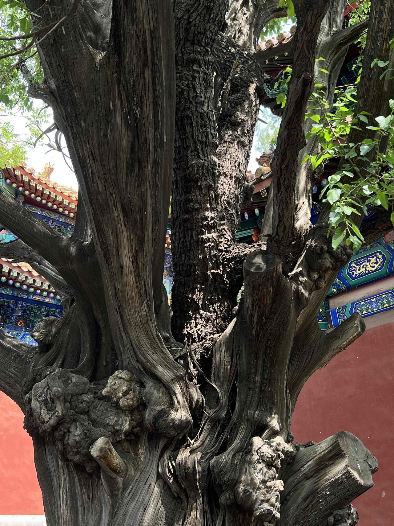 北京十大古代奇树，孔庙. 国子监至少有四棵：柏上桑，树龄约700年。飞鸟衔来的桑