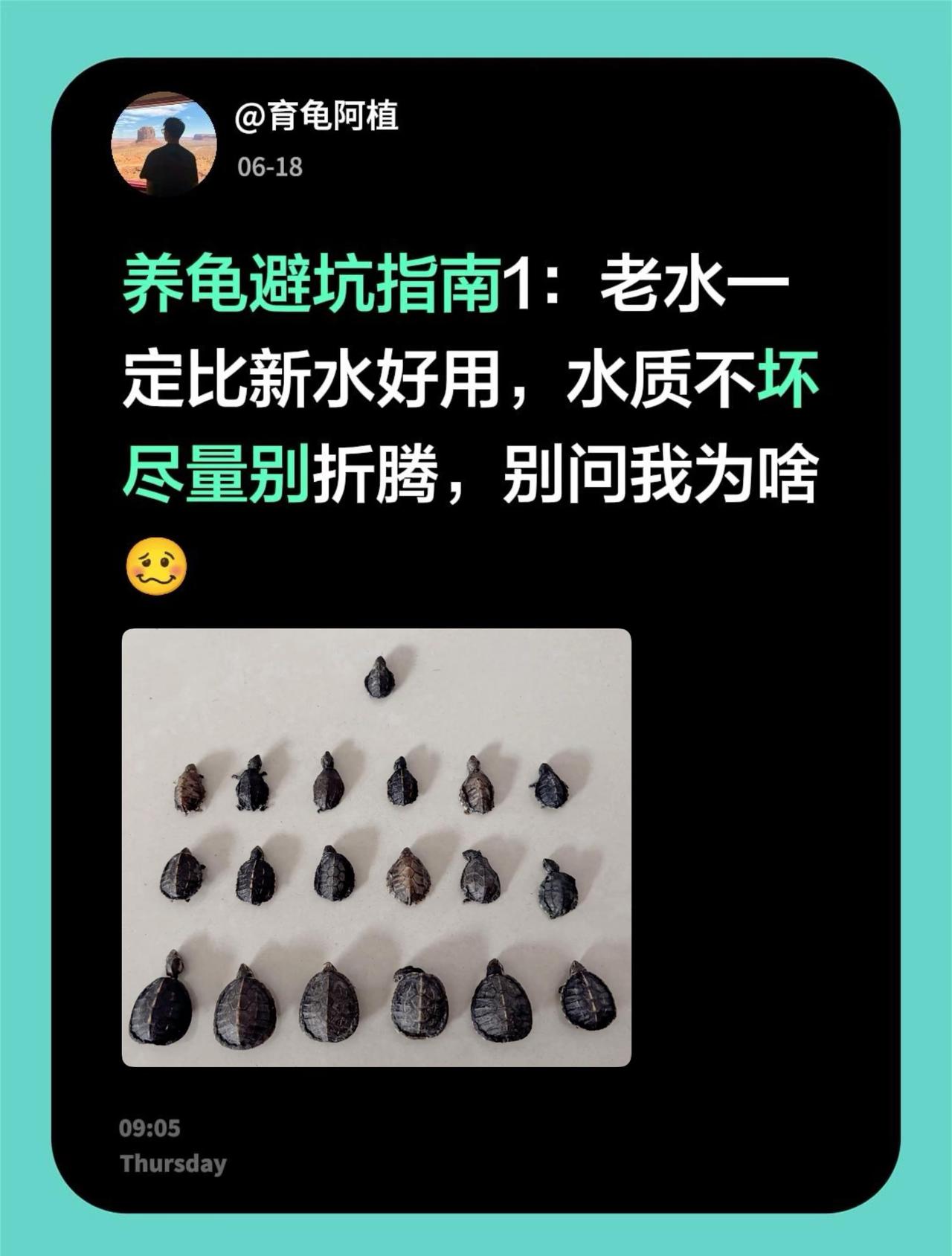 养龟避坑指南1：老水一定比新水好用，水质不坏尽量别折腾，别问我为啥🥴新手养龟指