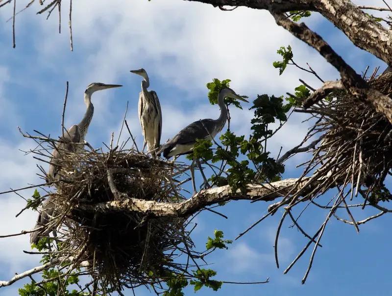 当心外来生物侵犯，延续生物链、保护自然生态的生命、珍惜生态，🙏🍂🍂🍂🙏