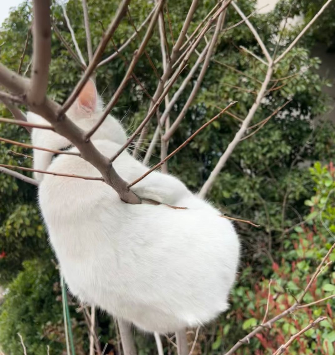 古墓派选手，树上长出了雪白的枝丫 