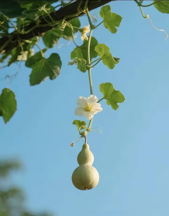 周日突发重磅消息，8月24日看盘重点深度剖析！
周日传来新消息如下：
据媒体报道