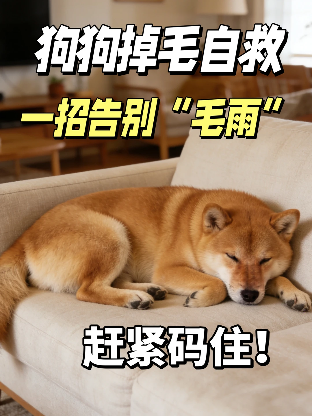 柴犬掉毛季自救！一招让我告别“毛雨”🐶