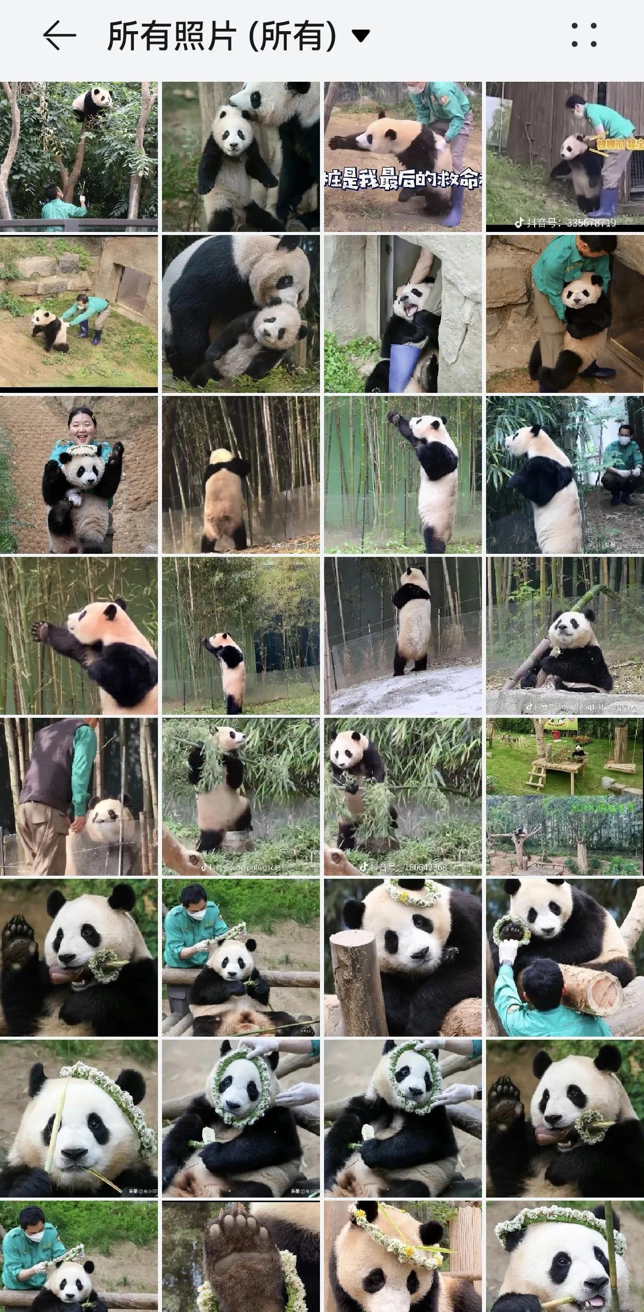 #分享一张手机里的大熊猫照片#
