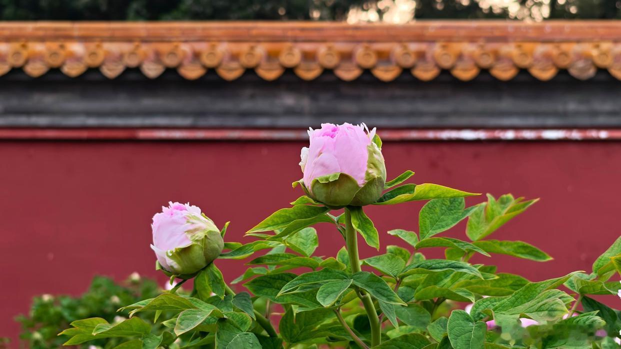 故宫的牡丹花海，简直是春天的“顶流”！红墙映衬下，各色牡丹争奇斗艳，粉的像霞，白