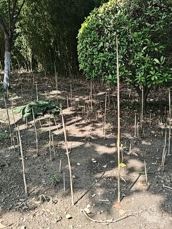 已到盛夏季节。竹笋还在茂盛往上蹿，生命不息。无论是动植物只要地球还在转，生命就将