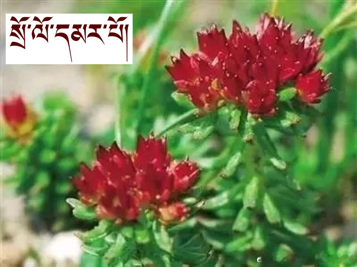 བོད་ཀྱི་རི་ཀླུང་གང་སར་བཞད་པའི་མེ་ཏོག་གི་