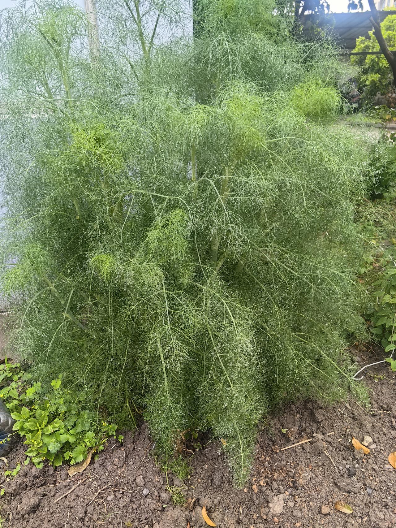 就是不知道怎么做才能好吃，炒鸡蛋试过了，口感也就一般，包饺子嘛，感觉太麻烦了。你