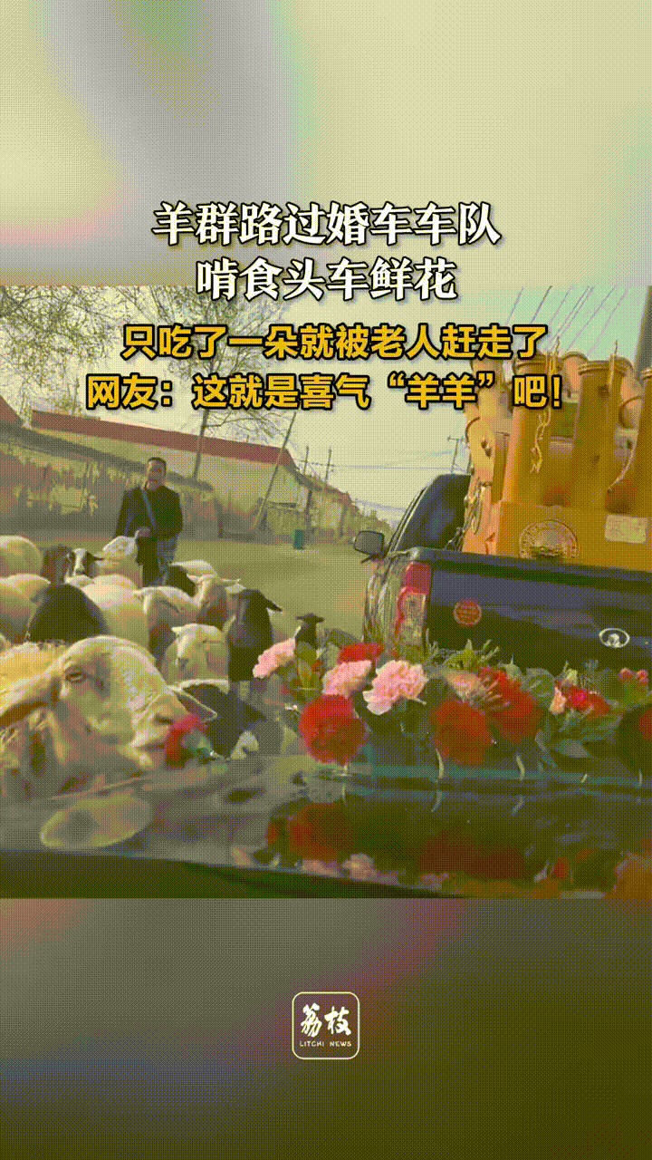 女子帮别人出个婚车，路边等的时候一群羊跑了过来，其中一只羊可能闻到香味了，也不管