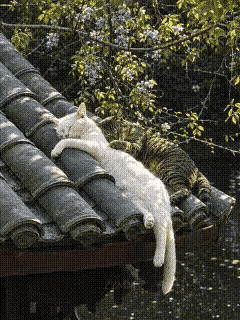 活得不如这俩