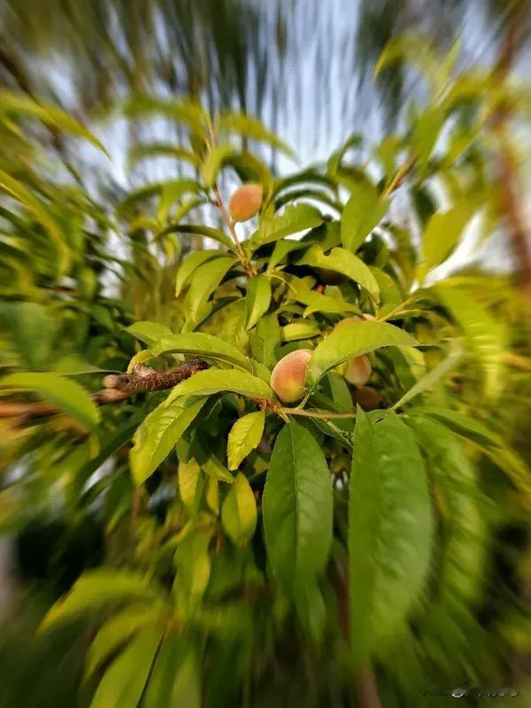 桃树现在开花可真是件稀奇事儿！之前湖南邵东立冬刚过，就出现“桃花冬开”，桃树“花