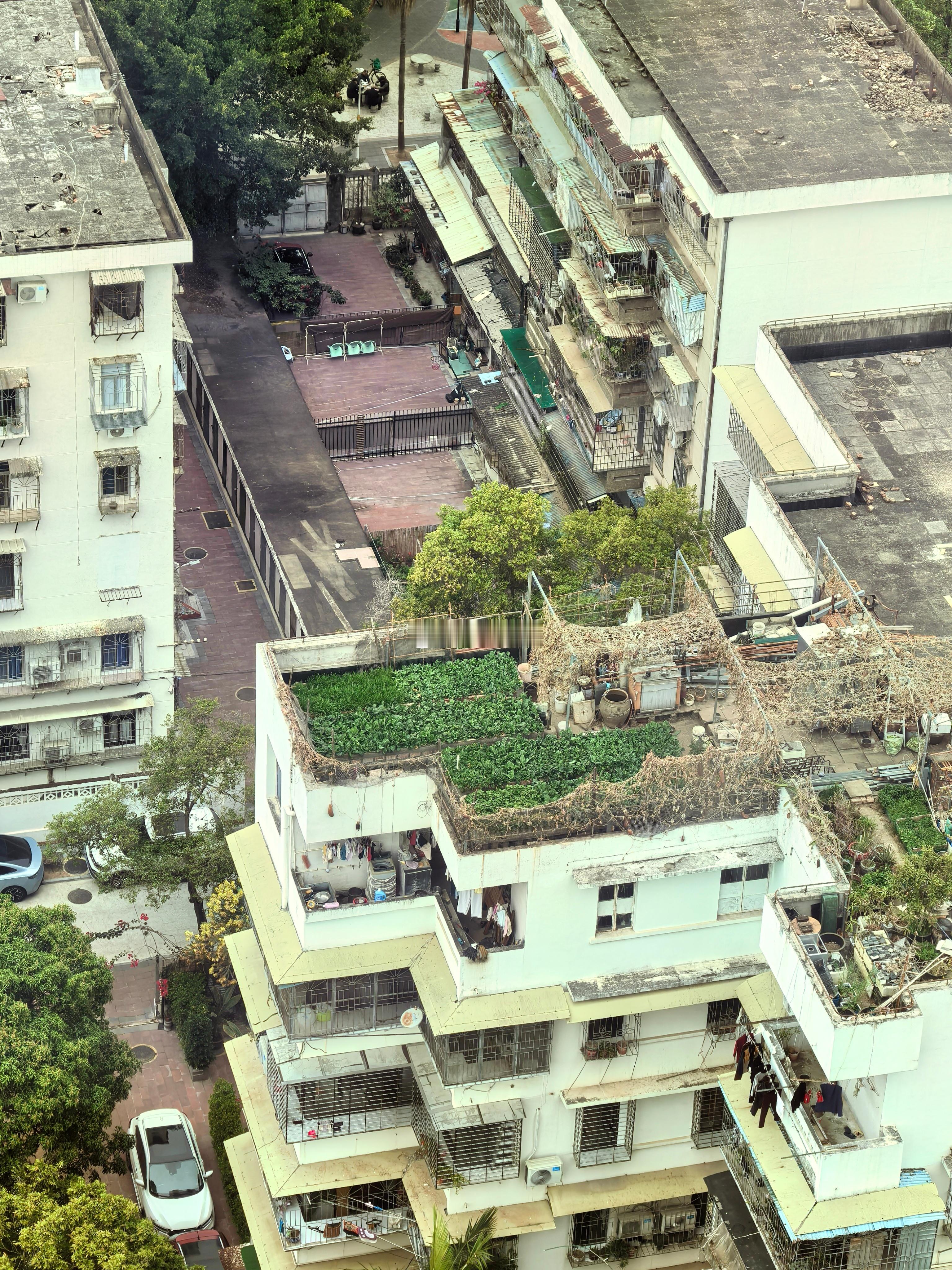 厦门人也蛮喜欢种菜的 厦门·筼筜湖