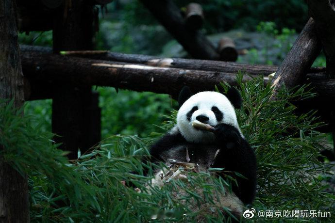 南京生活   红山动物园的小动物们都有些发福了   via：万叶 