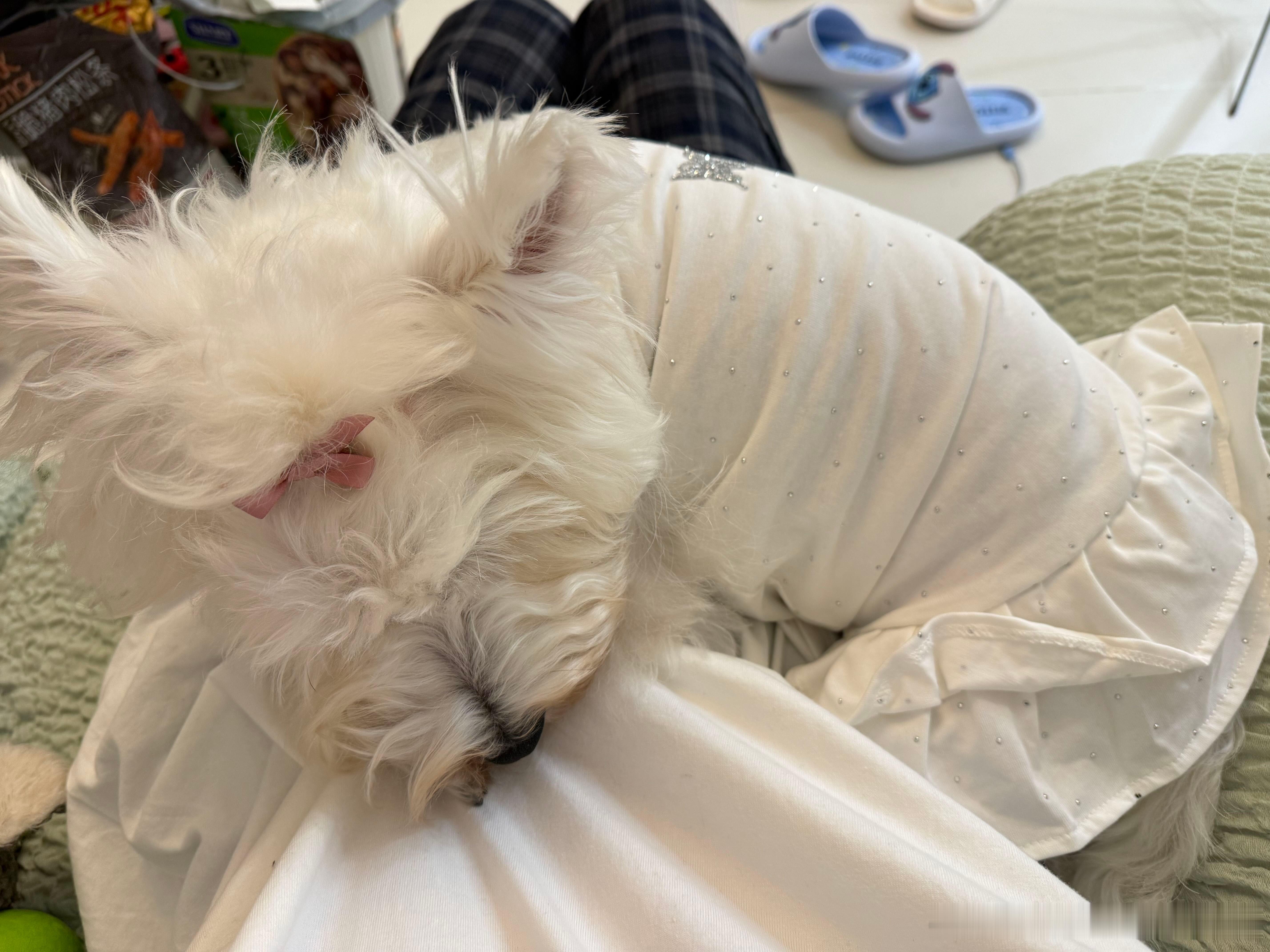 不呆像一条腊肠的小呆🐶 