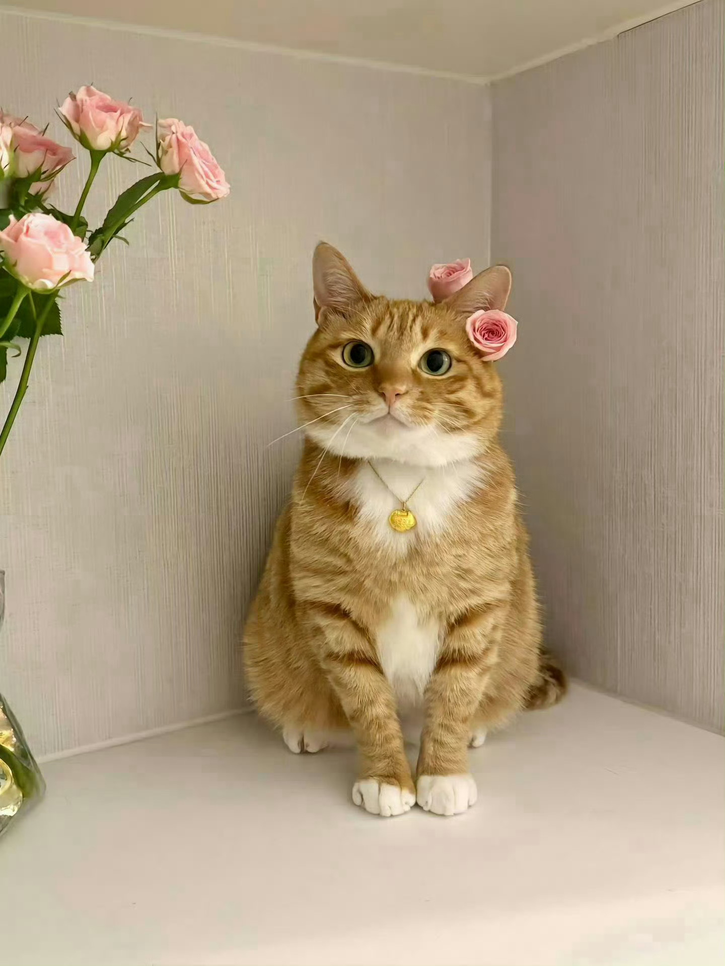 猫咪：你看看这好看吗🙁 