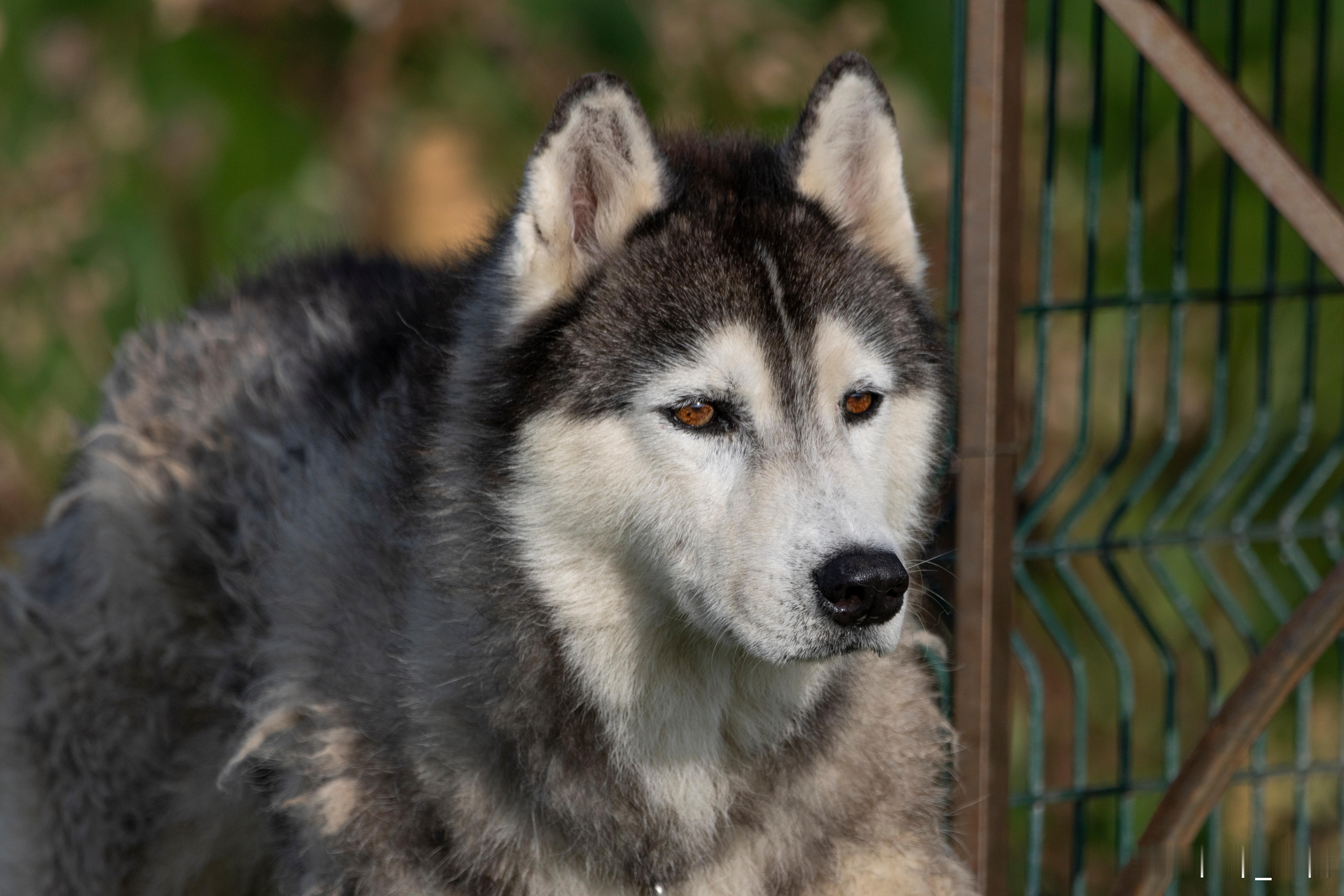 发点以前没发过的素材系列——距离发射场仅200余米处的一只看院狗 