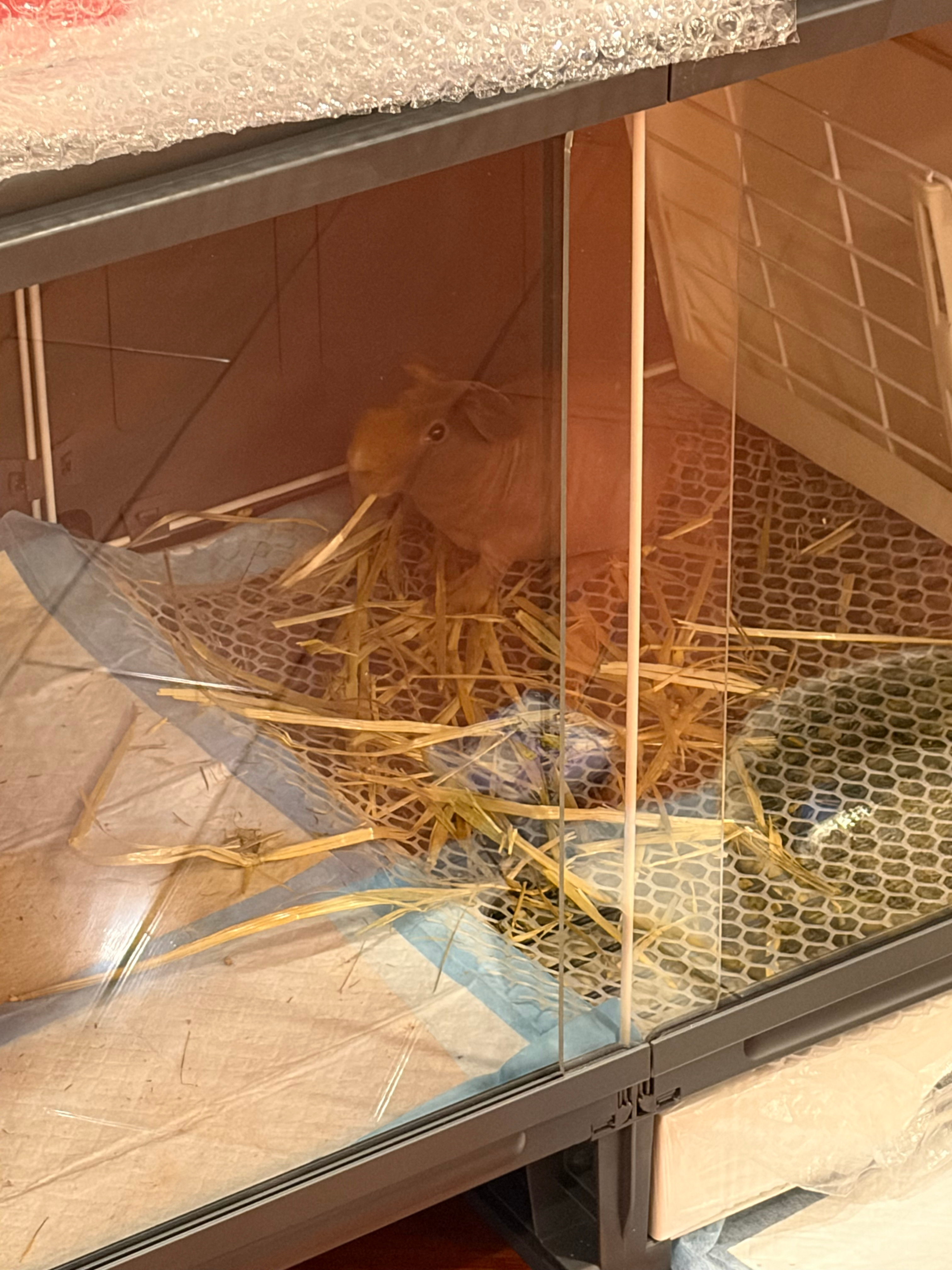 正在惩罚猪猪