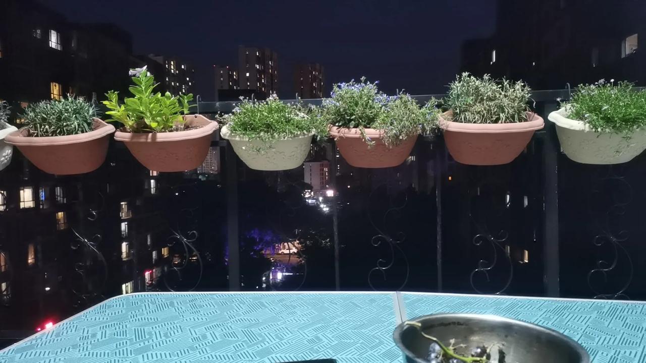 #分享一张你院子里的花花#我家阳台的花花