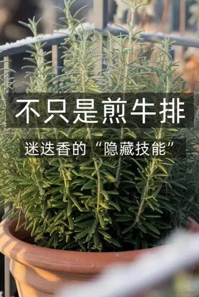 原来你们都是这样缓解焦虑的花开中国从地中海的向阳坡地到都市家庭的窗台，迷迭香跨越