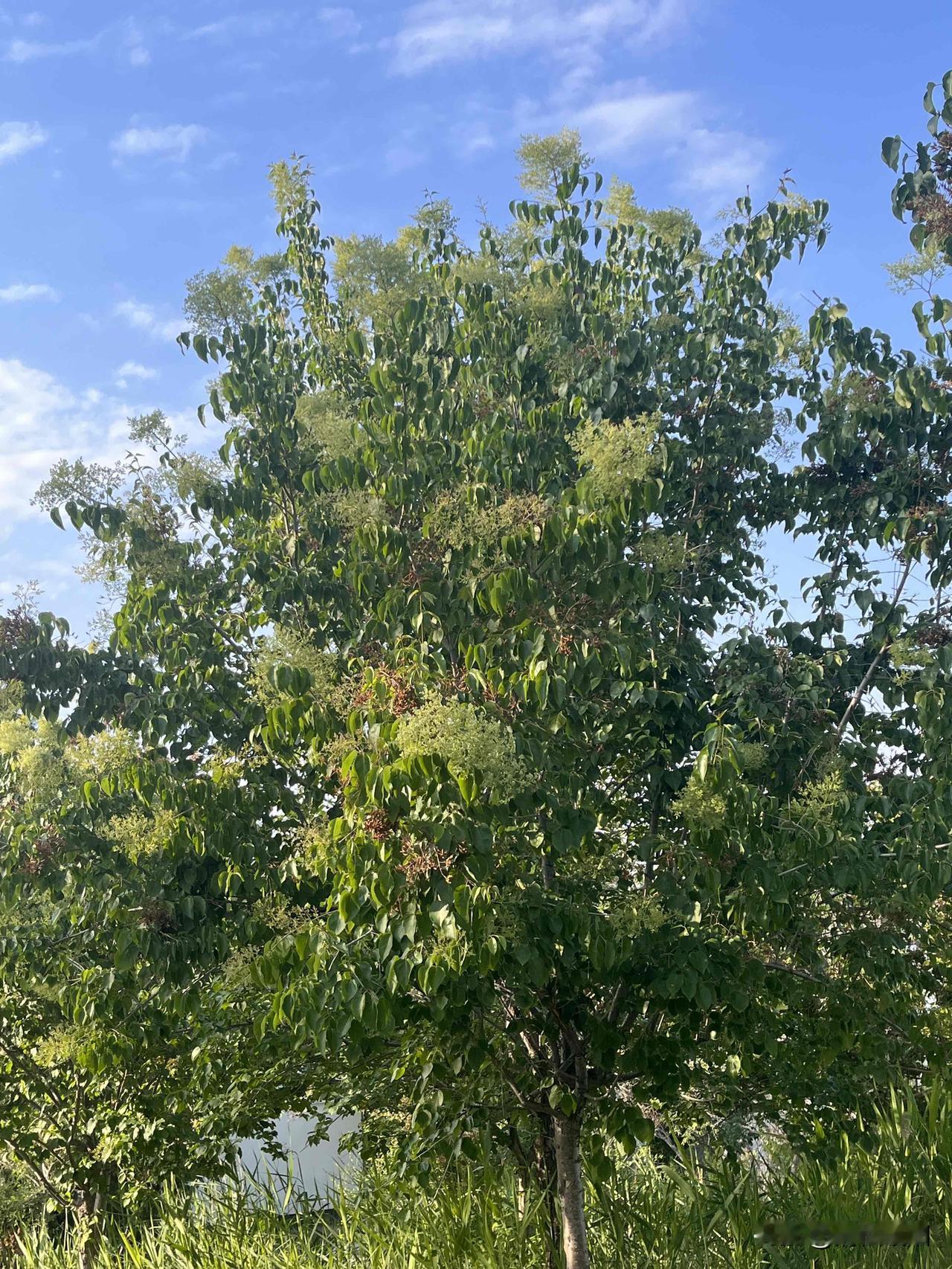 我认为可以。

没有领结婚证，彩礼当然可以全部要回来，男女之间恋爱后，为增进感情