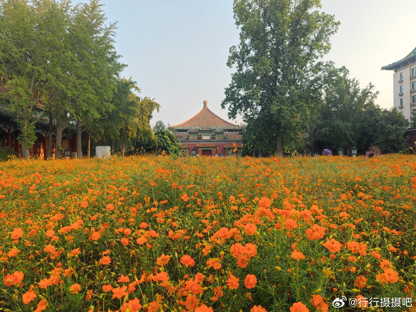北京北海公园万佛楼遗址黄秋英花海摄影​​​