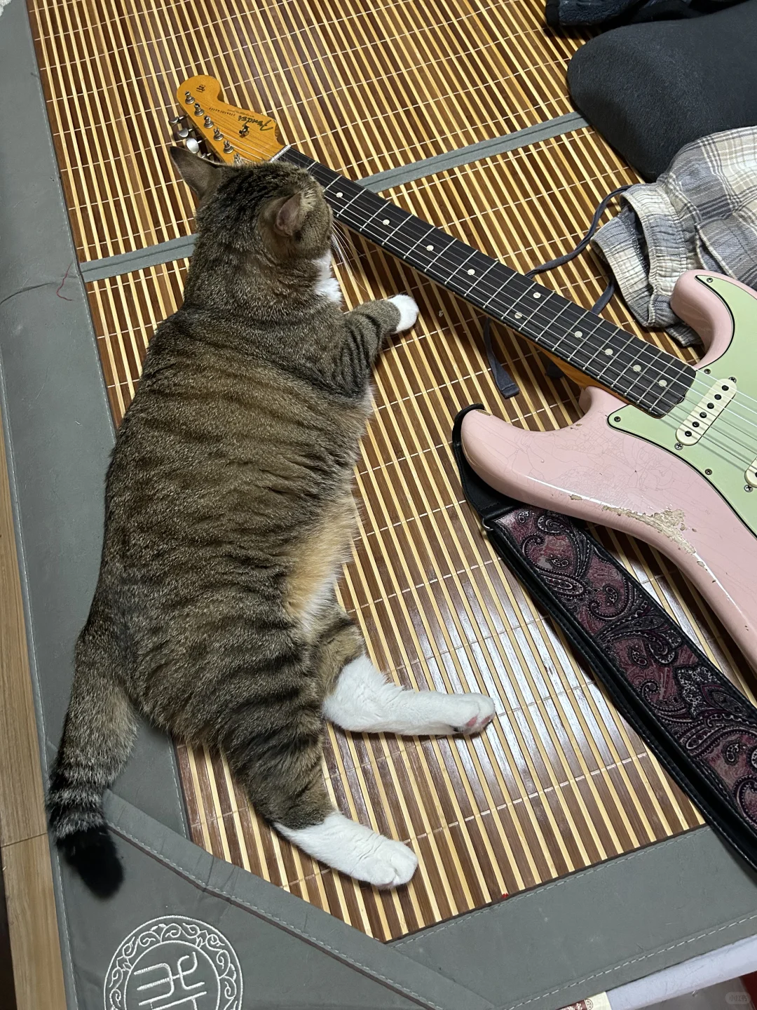 🐱：啥玩意，啃两口…