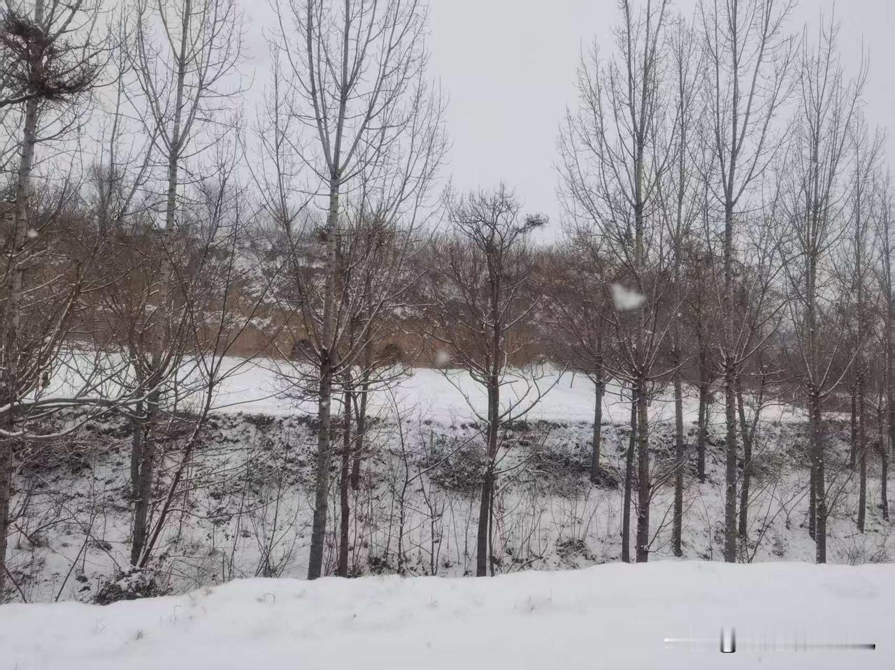 今天出门转了转，外面已经是一片白茫茫的世界。光秃秃的杨树杆子直直地戳在雪地里，枝