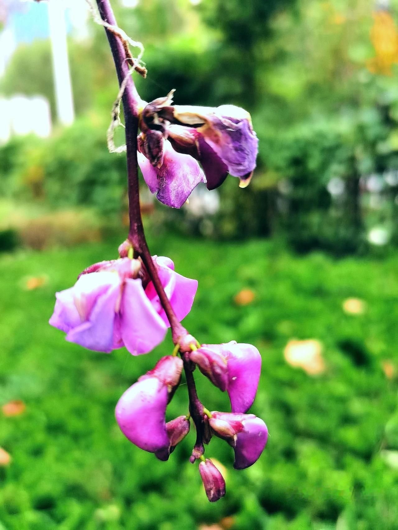 #分享旅行中的随手拍#
地标潍坊，不要问我哪里好，这么多年我忘也忘不了～一花一草