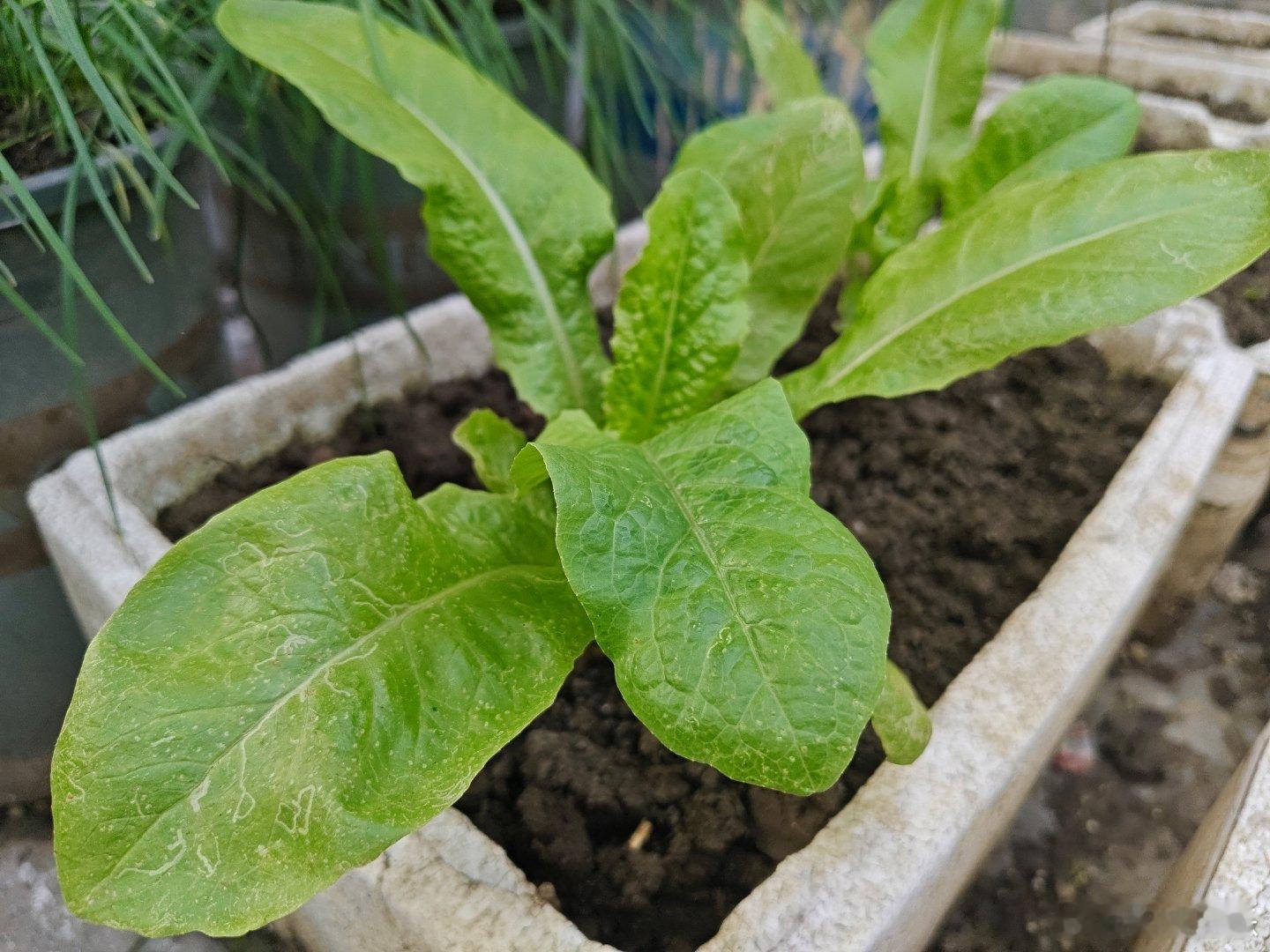 春天有太多无法描摹的美妙，地里葱葱郁郁的花草菜苗，树上甜蜜诱人的果实，天上绚烂迷