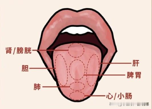 每天抽空，为大家看舌象！！！

回复的舌象，有不理解的，大家也可以探讨学习。
